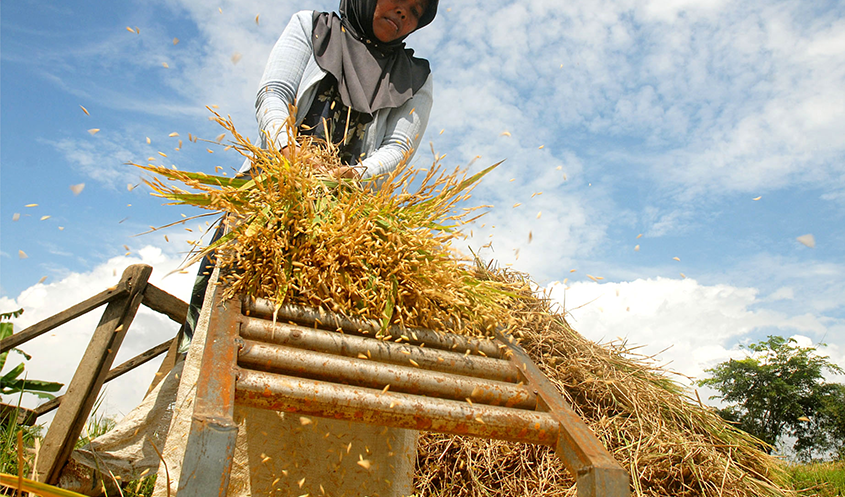 sawah6