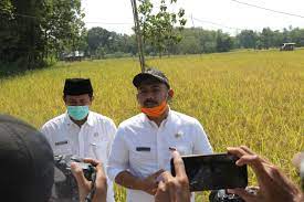 sawah7